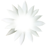 Element weiße Blüte